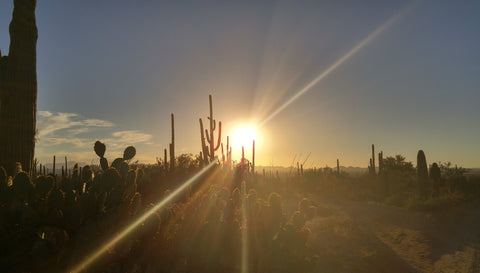 Sunset Saguaro National Forest