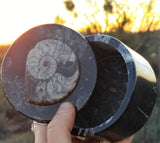Ammonite box