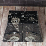 GGandJ.com Ammonite Fossil Bookends top view