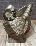 GGandJ.com Gypsy Gems & Jewelry Mini Moroccan Fossil - Statue A