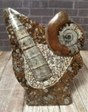 Gypsy Gems & Jewelry™ Naturally Unique™ Mini Fossil Statue