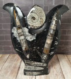Ammonite & Orthoceras Small Tulip Style Fossil Statue