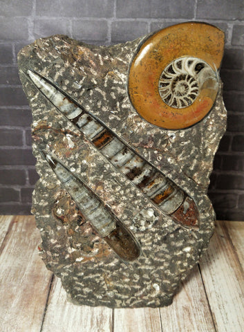 GGandJ.com Ammonite & Orthoceras Medium Abstract Fossil Statue - A