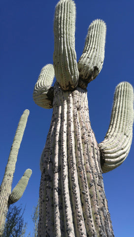 "Desert Giant" Saguaro Cactus Print by Heather Brown GGandJ.com
