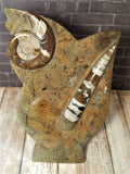 GGandJ.com Ammonite & Orthoceras Medium Abstract Fossil Statue - B