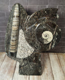 Gypsy Gems & Jewelry™ Naturally Unique™ Medium Fossil Statue C - GGandJ.com