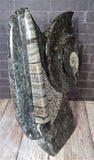Medium Fossil Statue C - Front View Moroccan Abstract Art Gypsy Gems & Jewelry GGandJ.com
