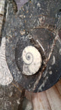 Medium Fossil Statue C - Close-up View Moroccan Abstract Art Gypsy Gems & Jewelry GGandJ.com