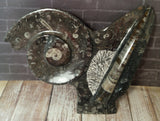 Ammonite & Orthoceras Medium Abstract Fossil Statue - D
