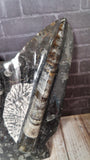 Ammonite & Orthoceras Medium Abstract Fossil Statue - D