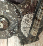 Ammonite & Orthoceras Medium Abstract Fossil Statue - D