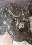 Ammonite & Orthoceras Medium Abstract Fossil Statue - D
