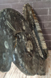 Ammonite & Orthoceras Medium Abstract Fossil Statue - D