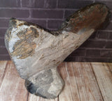 Ammonite & Orthoceras Medium Abstract Fossil Statue - D