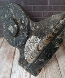 Ammonite & Orthoceras Medium Abstract Fossil Statue - D