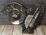 Ammonite & Orthoceras Medium Abstract Fossil Statue - D