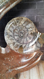 Ammonite closeup Gypsy Gems & Jewelry GGandJ.com