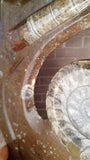 Gypsy Gems & Jewelry™ Naturally Unique™Ammonite Orthoceras Closeup