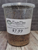 Hydei Fruit Flies available for sale on GGandJ.com