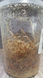 Flightless Hydei Fruit Fly Culture Reptanicals