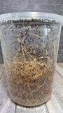 Hydei Fruit Flies available for sale on GGandJ.com