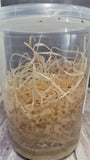 Flightless fruitflies on GGandJ.com Melanogaster