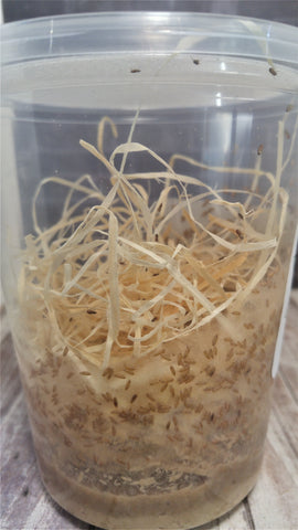 Flightless fruitflies on GGandJ.com Melanogaster