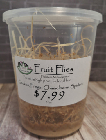 Reptanicals Melanogaster fruit flies frog food reptile supplies