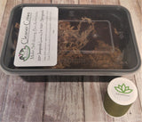 26oz Cleaner Crew Isopod and Springtail kit for 10 gal terrarium with size reference