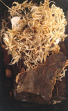 Cleaner Crew Isopod and Springtail Set up