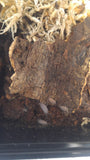 Powder Blue Isopod Cleaner Crew Bio-Active terrarium kit on GGandJ.com