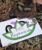 Reptanicals Armadillium gestroi isopod Spotted yellow on GGandJ.com