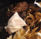 Powder Blue Isopods for sale on GGandJ.com