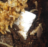 Porcellionides Pruinosus (Powder Blue) Isopods - Reptanicals