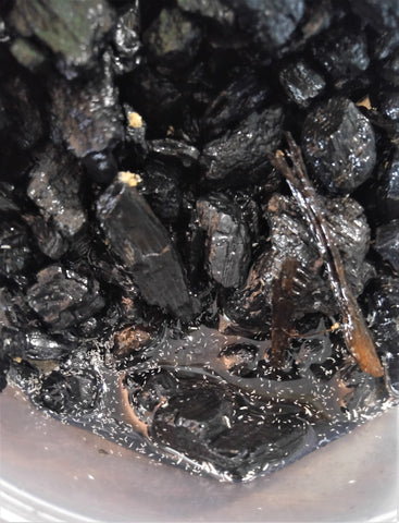 Reptanicals 8oz Springtail on charcoal culture GGandJ.com