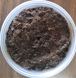 Reptanicals 8oz Springtail on peat moss culture GGandJ.com