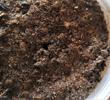 Reptanicals 8oz Springtail on peat moss culture GGandJ.com