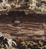 Armadillidium Vulgare Isopods - Reptanicals
