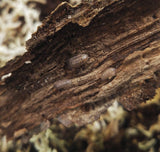 Armadillidium Vulgare Isopods - Reptanicals