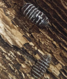 Zebra Isopods for Sale on GGandJ.com Armadillidium maculatum
