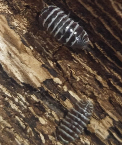 Zebra Isopods for Sale on GGandJ.com Armadillidium maculatum