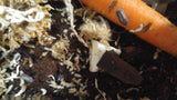 Bioactive isopods armadillidium maculatum zebra