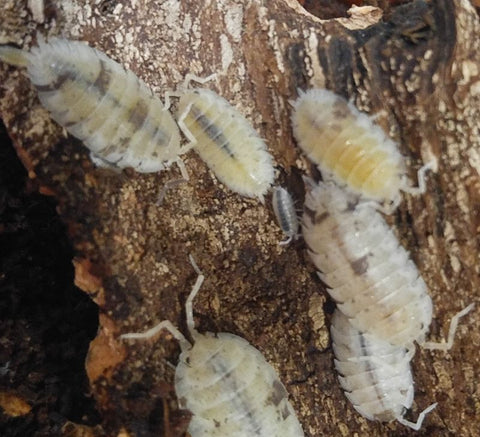 Porcellio scaber Dalmatian Isopods - Reptanicals