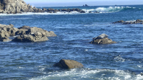 Sea Lions of Fort Ross Coastal Photography collection by Heather Brown GGandJ.com