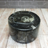 Fossil Jewelry box