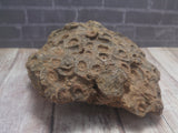 Marine Fossil from Africa