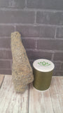 Coral Fossil with thread spool size reference