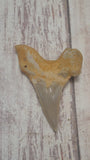 Fossil shark tooth from Morocco O. obliquus