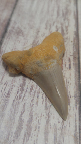 Otodus Obliquus Shark Tooth