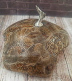 Whale tail on fossilized coral for sale